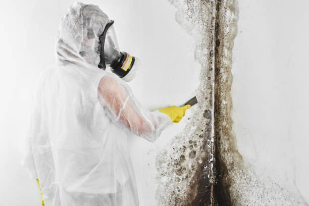 Best Same-Day Mold Removal  in Halawa, HI