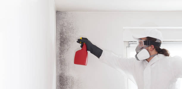 Best Same-Day Mold Removal  in Halawa, HI