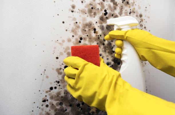 Best Commercial Mold Removal  in Halawa, HI